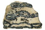 Mammoth Molar Slice With Case - South Carolina #350001-1